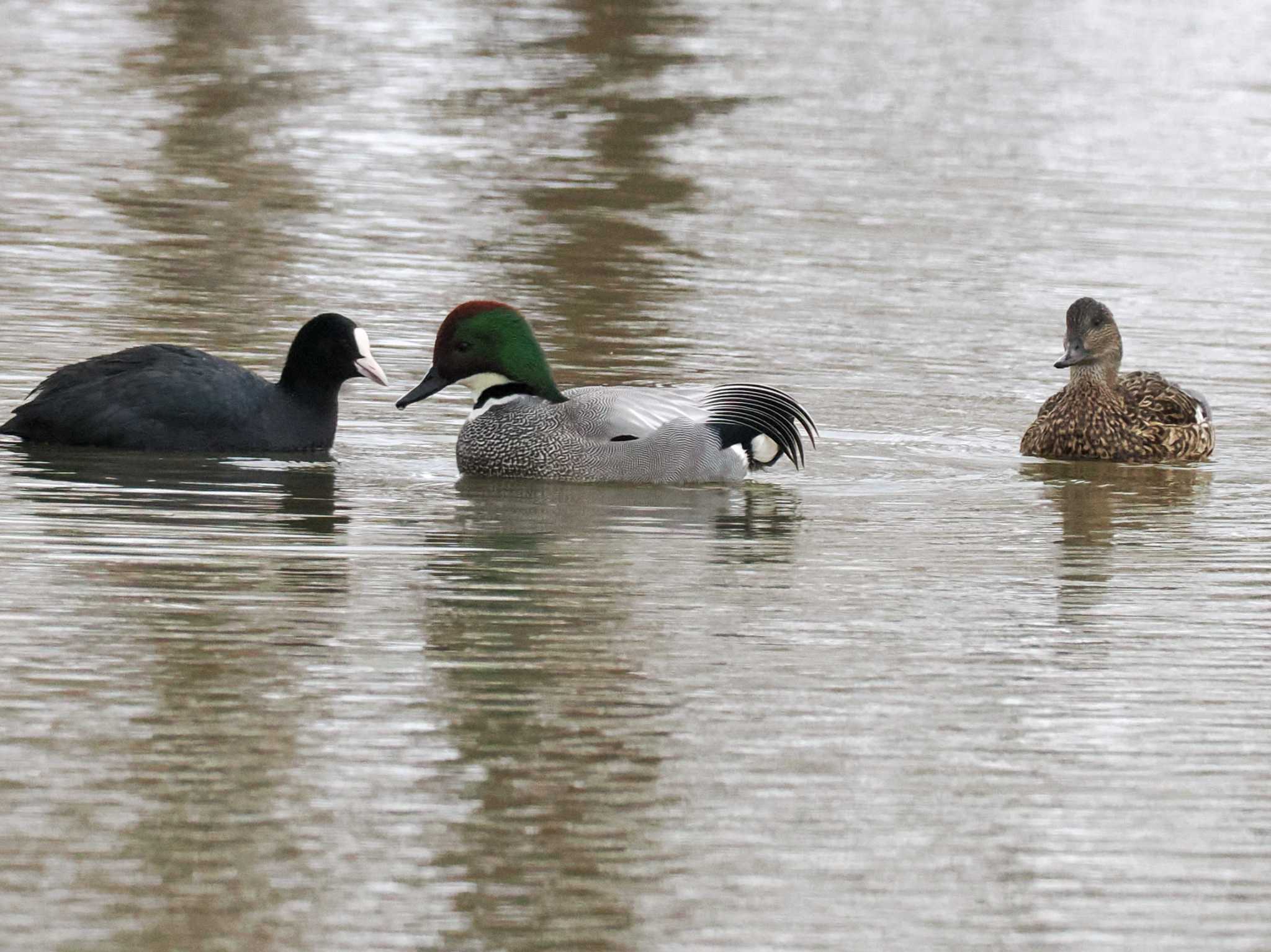 Photo of Falcated Duck at 東屯田遊水地 by 98_Ark (98ｱｰｸ)