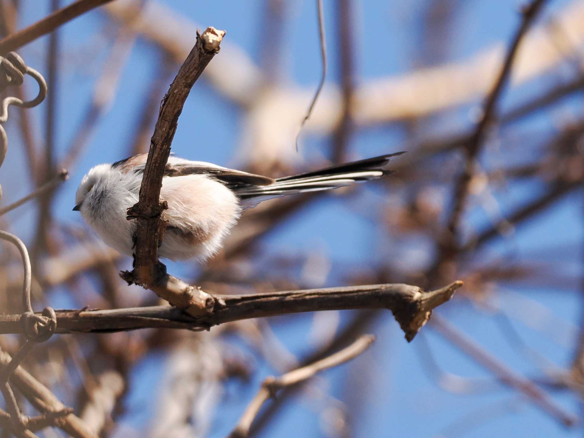 Long-tailed tit(japonicus)