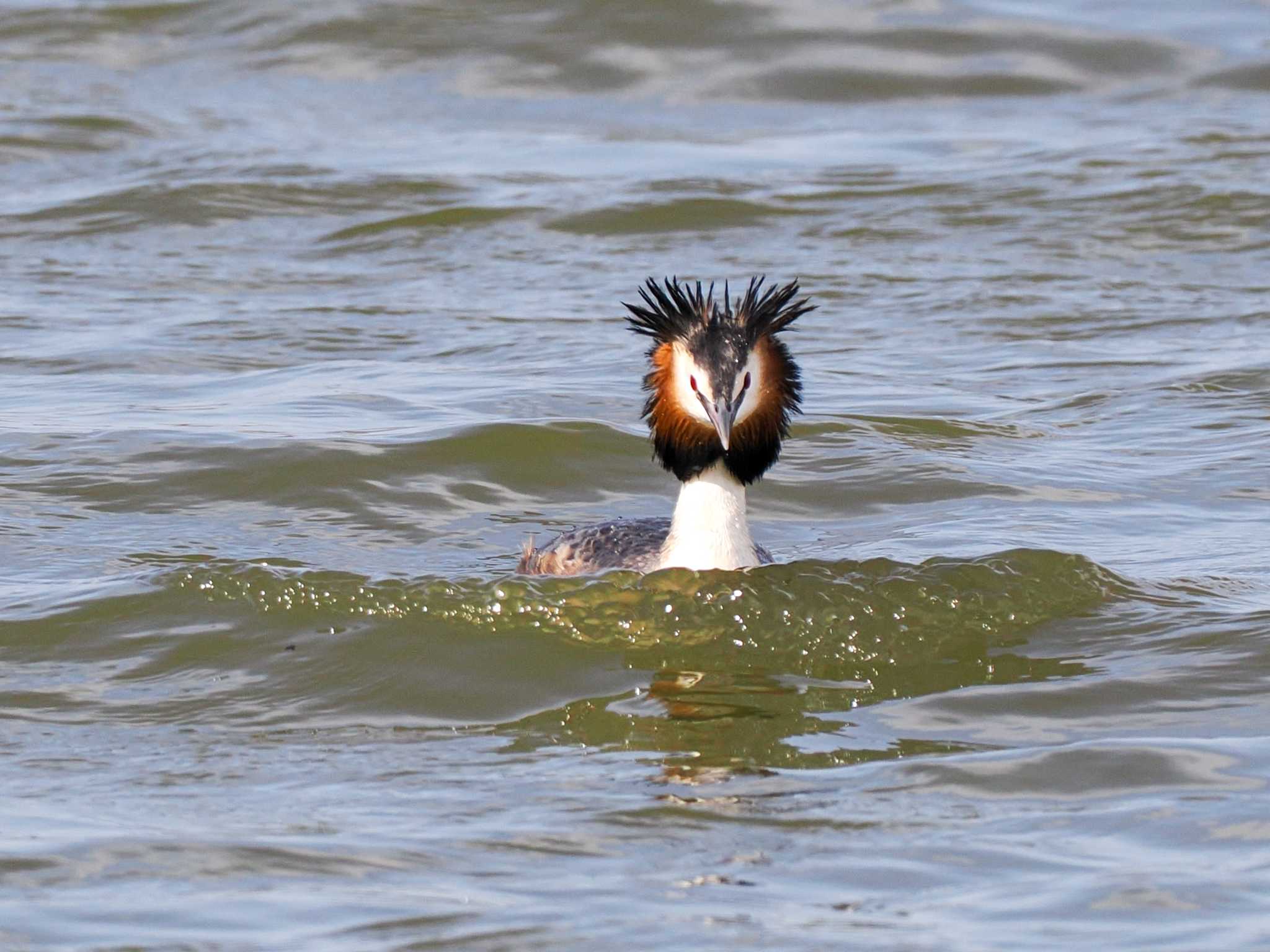 Great Crested Grebe