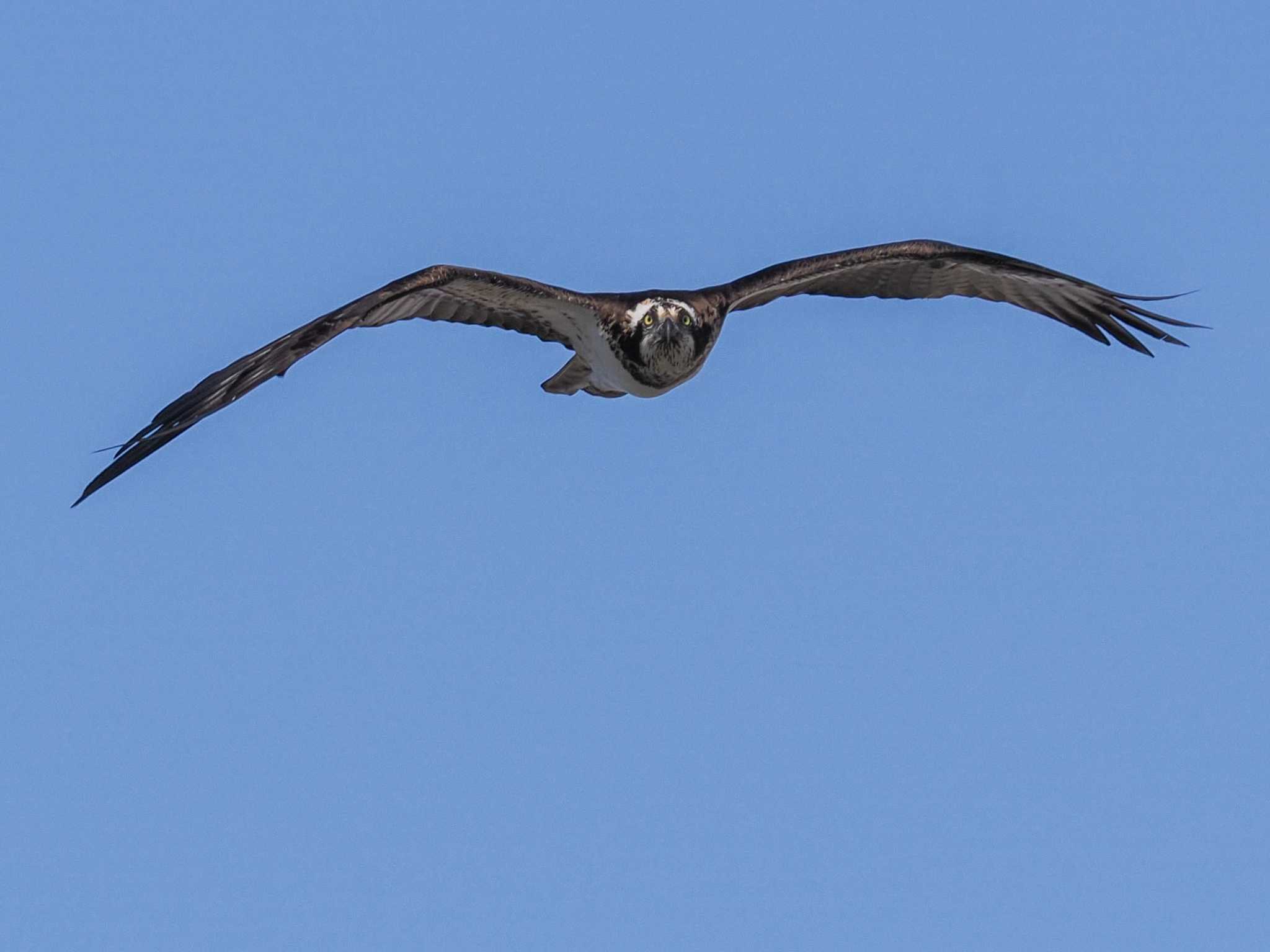 Osprey