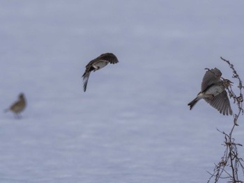 Sat, 3/30/2024 Birding report at 東屯田遊水地