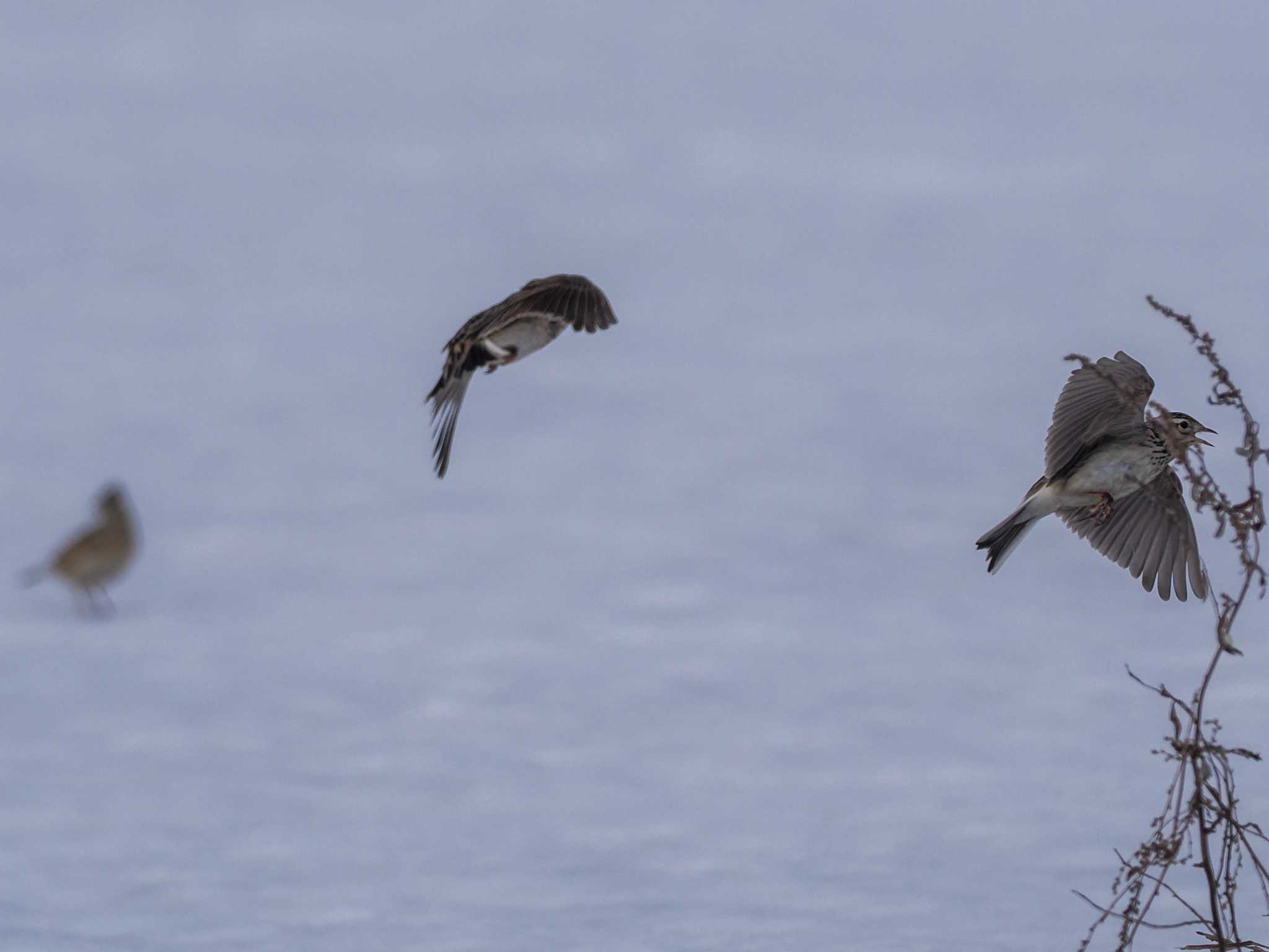 Eurasian Skylark