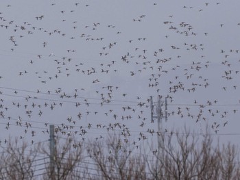 オナガガモ 石狩 茨戸川 2024年3月30日(土)