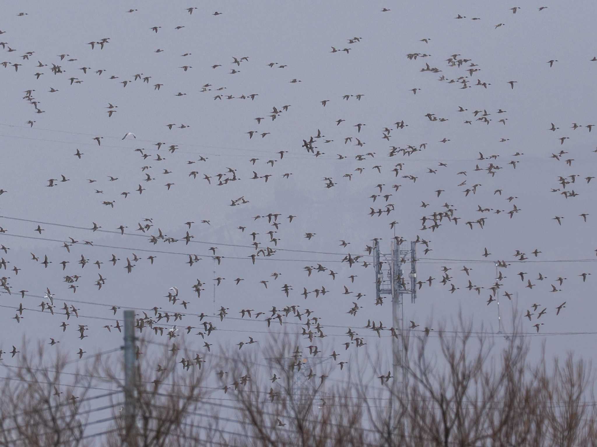 Northern Pintail