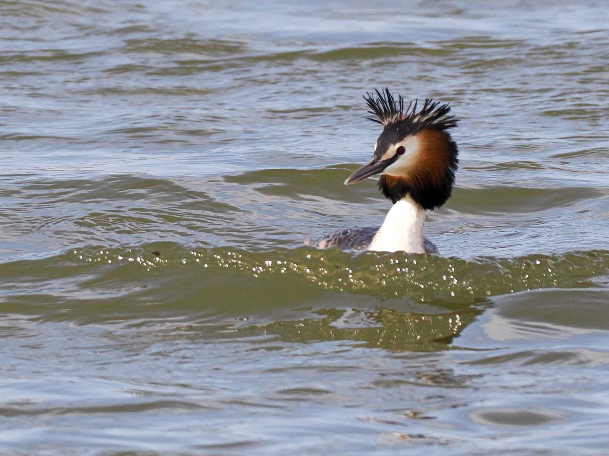 Great Crested Grebe