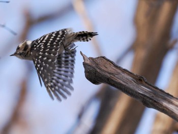 Japanese Pygmy Woodpecker(seebohmi) 宮丘公園(札幌市西区) Sat, 3/30/2024