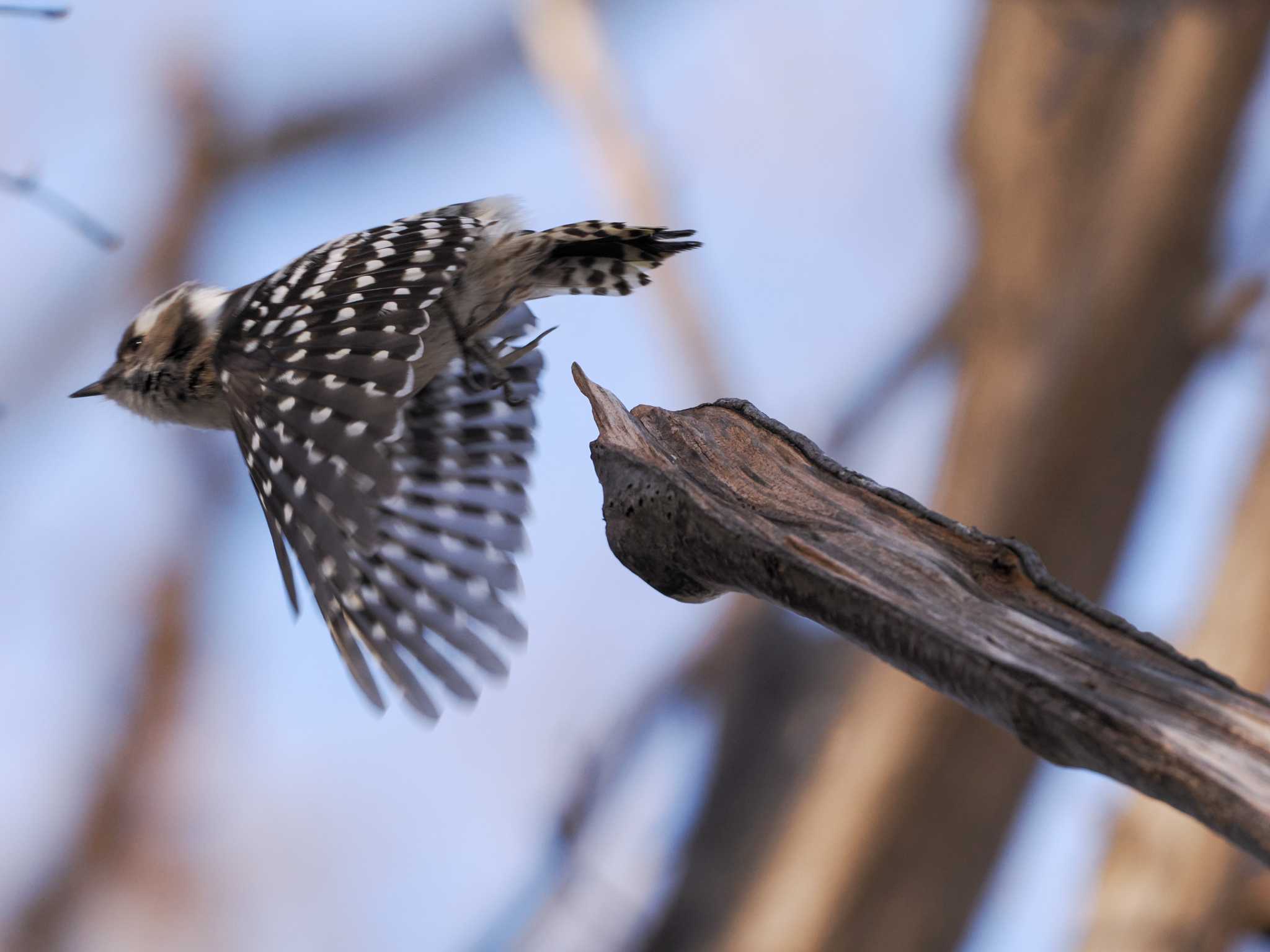 Japanese Pygmy Woodpecker(seebohmi)