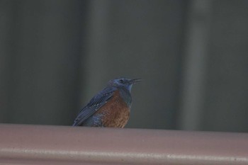 Blue Rock Thrush Unknown Spots Sat, 3/30/2024