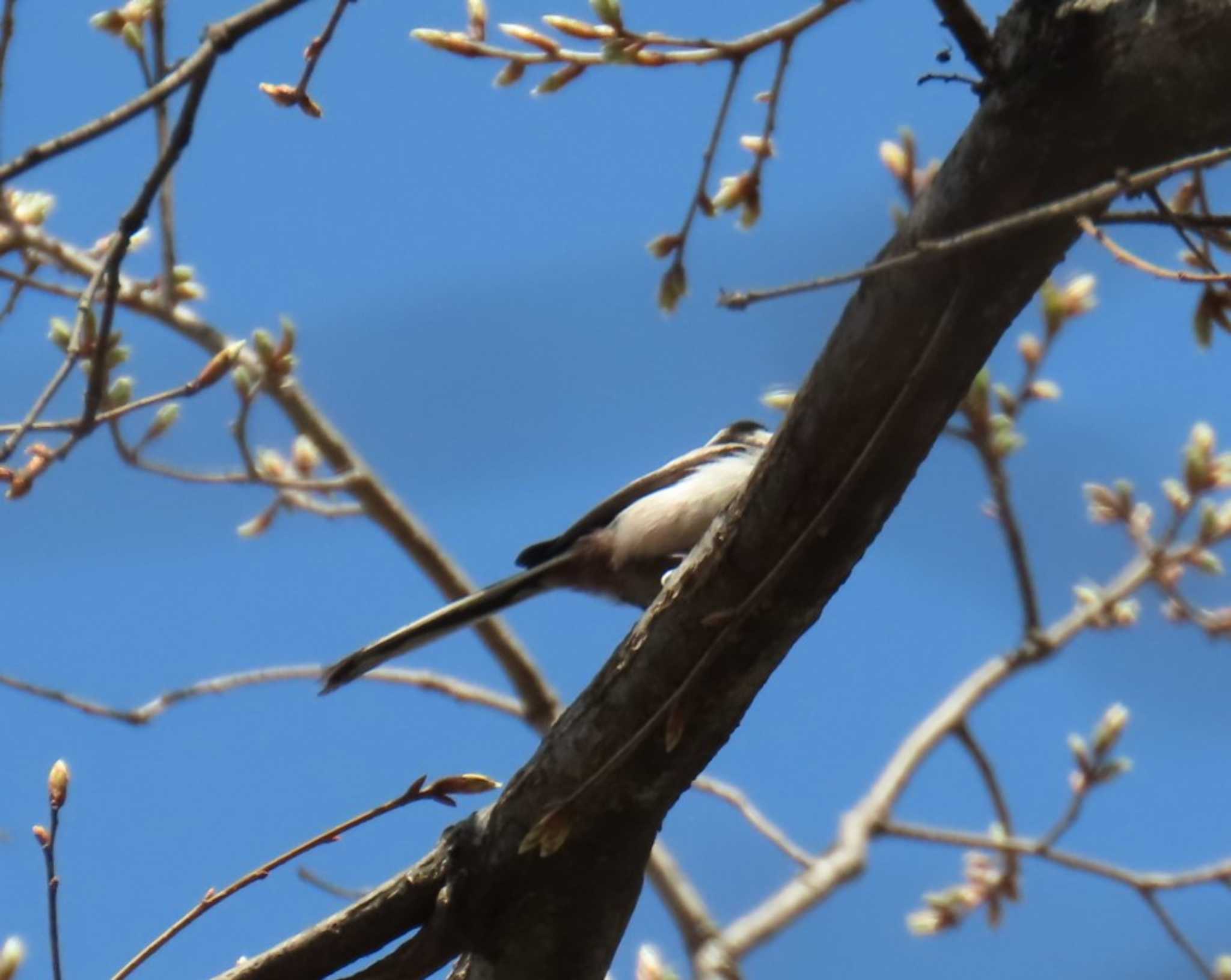 Photo of Long-tailed Tit at Imperial Palace by チョコレート