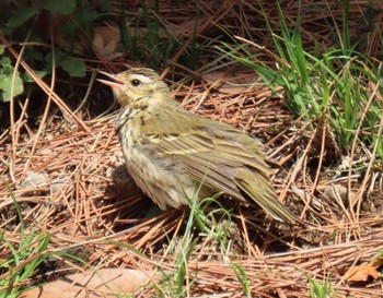 Olive-backed Pipit Imperial Palace Sat, 3/30/2024