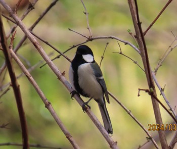 Japanese Tit Imperial Palace Sat, 3/30/2024