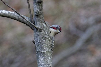 Japanese Green Woodpecker 横浜市立金沢自然公園 Sat, 3/30/2024