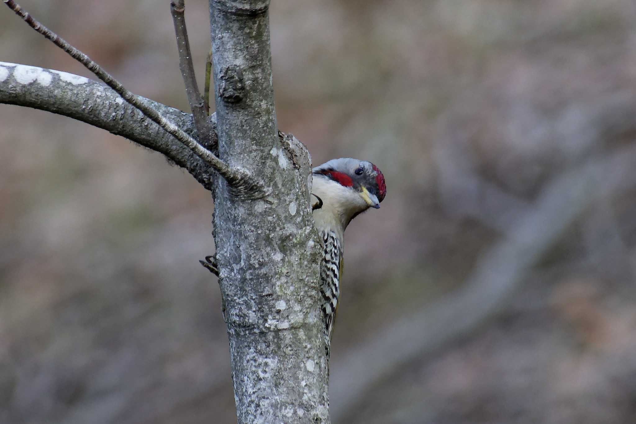 Photo of Japanese Green Woodpecker at 横浜市立金沢自然公園 by しおまつ