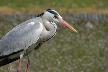 Grey Heron 京都府 Sat, 3/30/2024