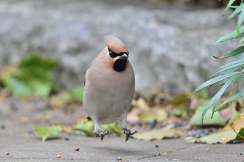 Bohemian Waxwing 川崎市 Tue, 3/19/2024