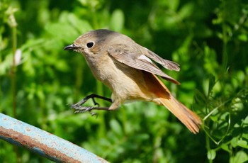 Daurian Redstart Osaka castle park Sat, 3/30/2024