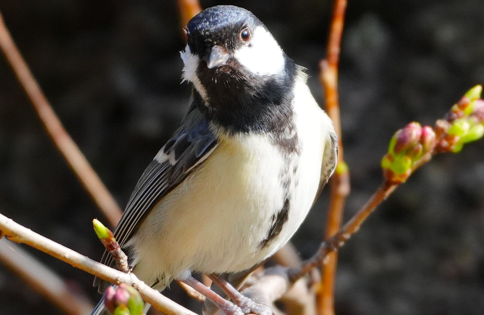 Photo of Japanese Tit at Osaka castle park by アルキュオン