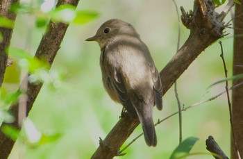 Red-breasted Flycatcher Osaka castle park Sat, 3/30/2024