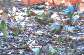 Grey-capped Greenfinch Shinjuku Gyoen National Garden Sat, 3/30/2024