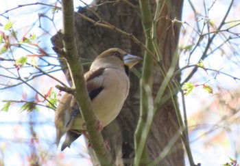 Hawfinch Shinjuku Gyoen National Garden Sat, 3/30/2024