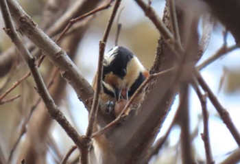 Varied Tit Shinjuku Gyoen National Garden Sat, 3/30/2024