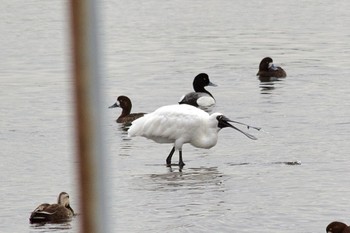 クロツラヘラサギ 葛西臨海公園 2024年3月28日(木)