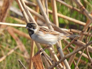 Common Reed Bunting 天白川 Sat, 3/30/2024