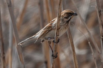 Common Reed Bunting 長良川河口堰 Sat, 3/30/2024