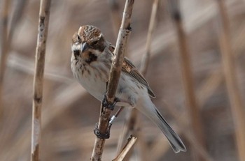 Common Reed Bunting 長良川河口堰 Sat, 3/30/2024