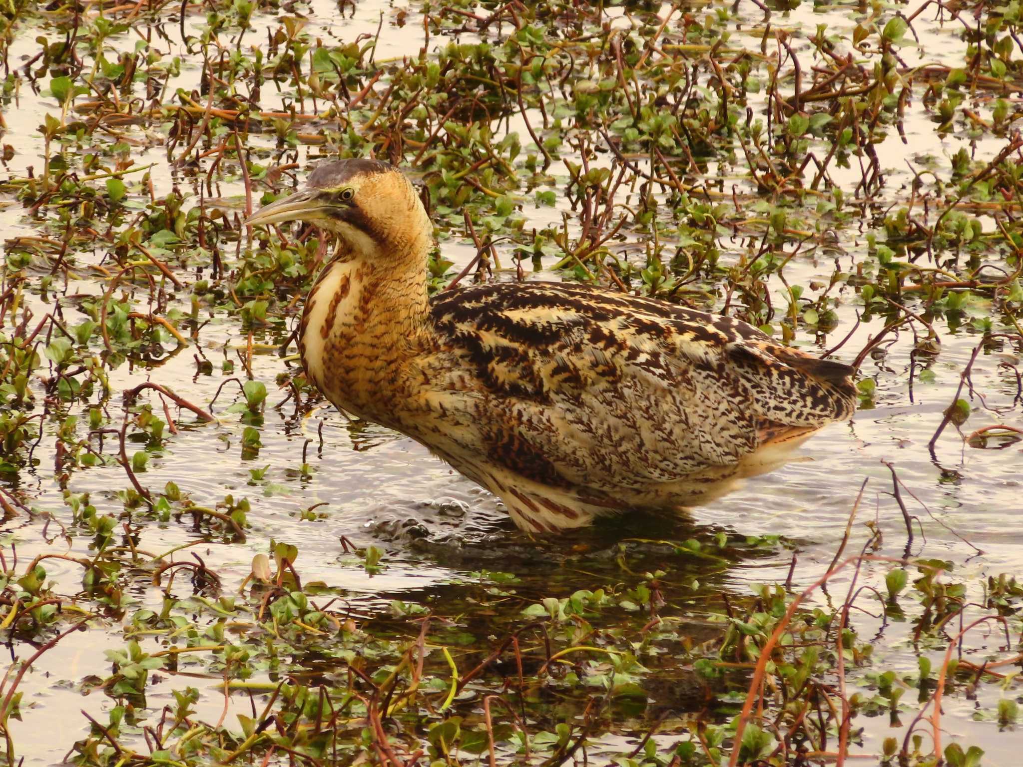 Eurasian Bittern