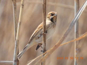 Common Reed Bunting 長良川河口堰 Sat, 3/30/2024