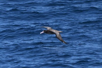 Short-tailed Albatross 大洗-苫小牧航路 Sun, 3/24/2024