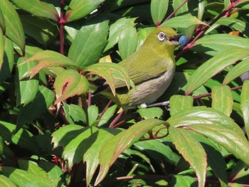 Warbling White-eye Higashitakane Forest park Sat, 3/30/2024