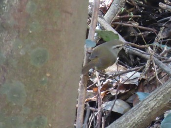 Japanese Bush Warbler Higashitakane Forest park Sat, 3/30/2024