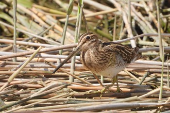 Common Snipe 東京都 Sat, 3/30/2024