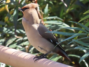 Bohemian Waxwing Higashitakane Forest park Sat, 3/30/2024