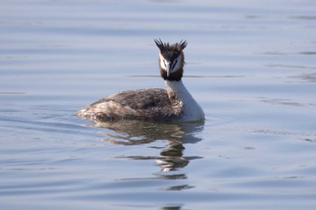 Great Crested Grebe Kasai Rinkai Park Sat, 3/30/2024