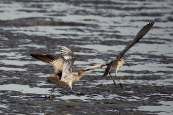 ホウロクシギ 葛西臨海公園 2024年3月30日(土)