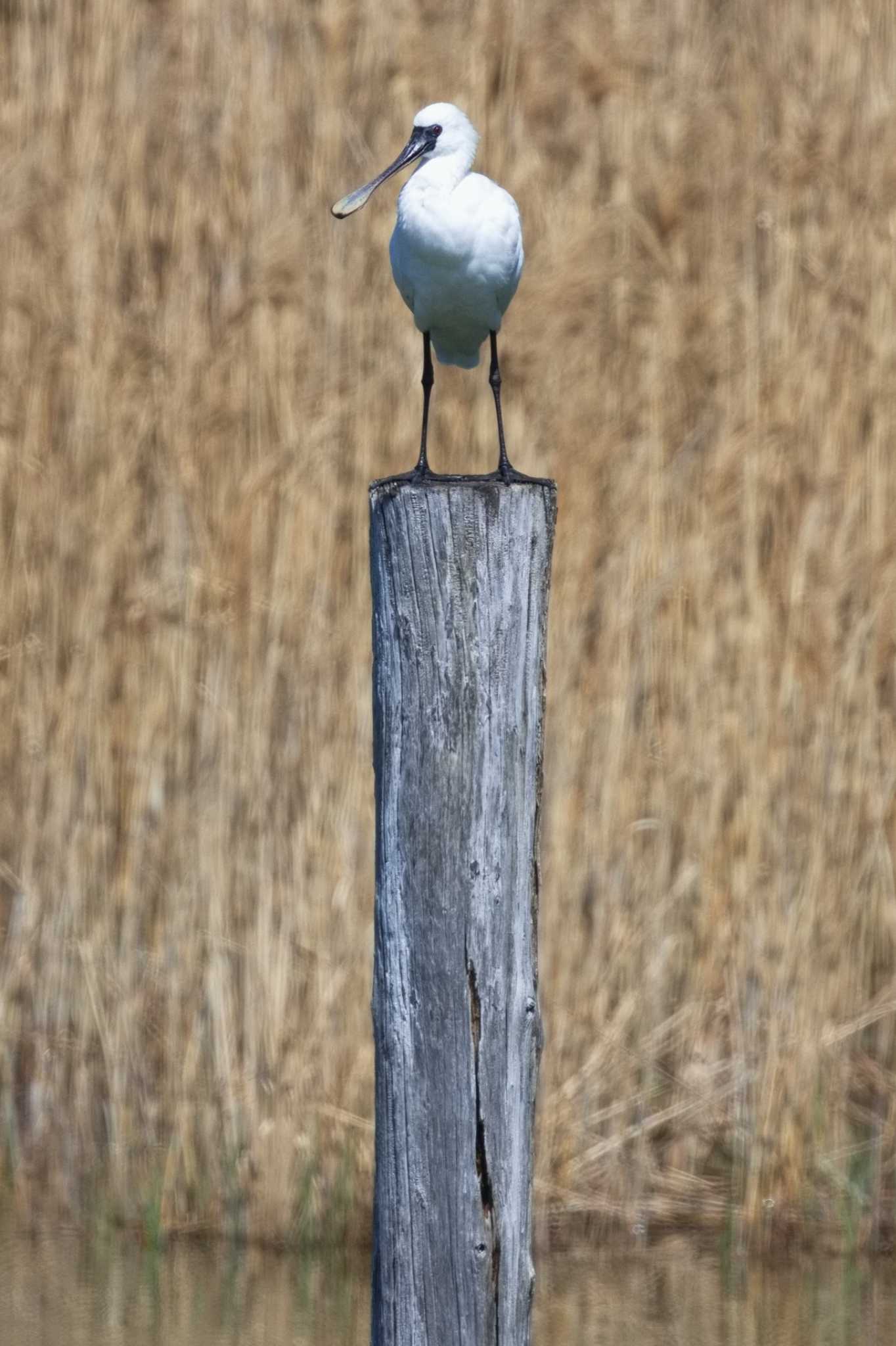 クロツラヘラサギ