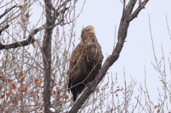 White-tailed Eagle 石狩 茨戸川 Sun, 2/25/2024