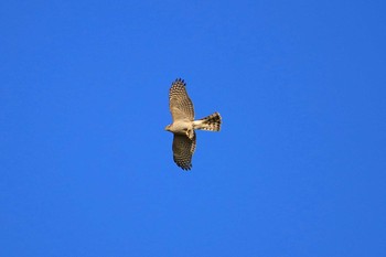 ハイタカ 葛西臨海公園 2018年11月14日(水)