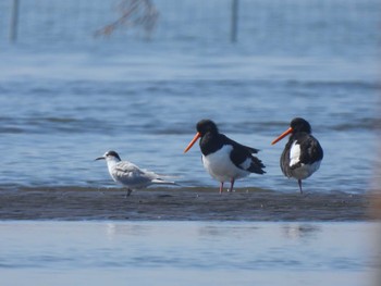 アジサシ ふなばし三番瀬海浜公園 2024年3月30日(土)