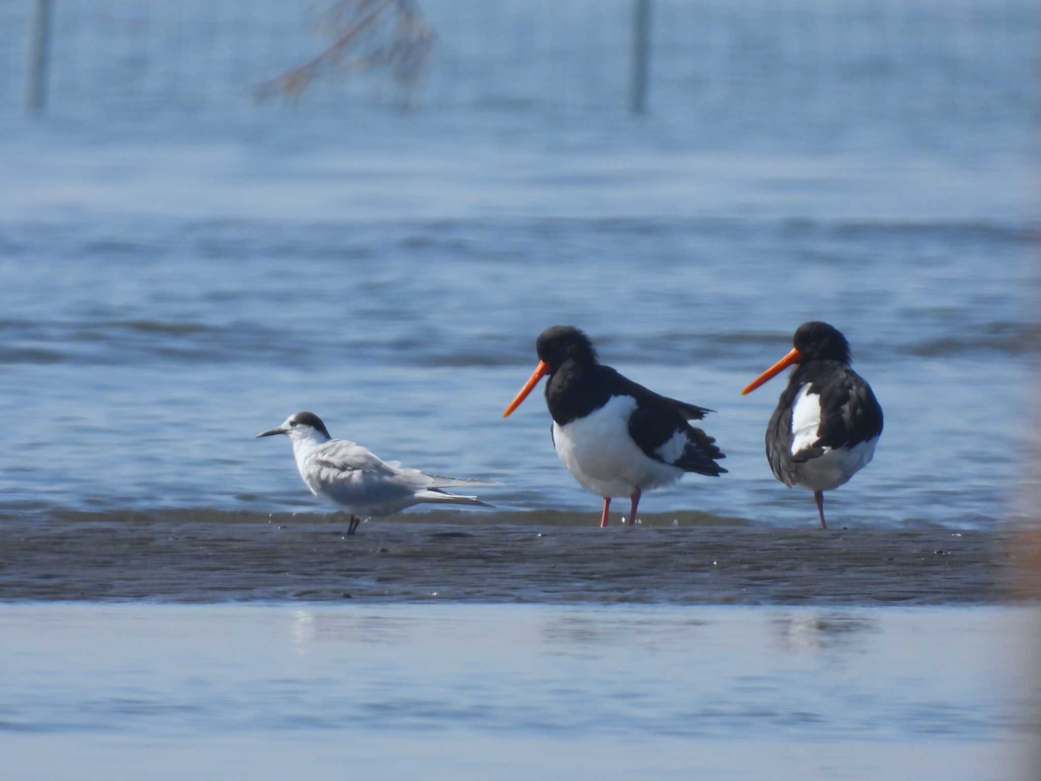 Common Tern