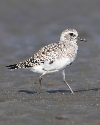 Grey Plover Sambanze Tideland Sat, 3/30/2024