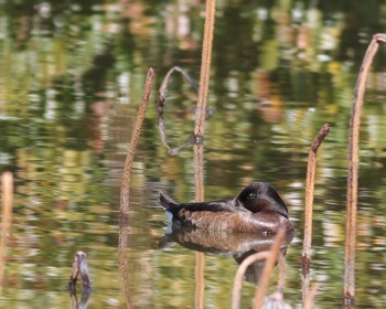 Baer's Pochard Mizumoto Park Sat, 3/30/2024