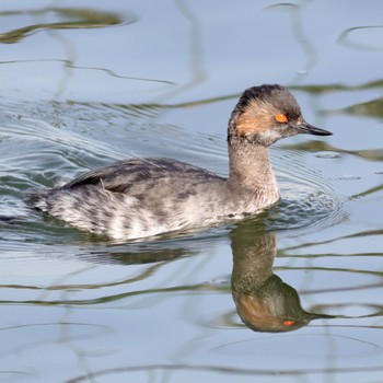 Black-necked Grebe Sambanze Tideland Sat, 3/30/2024