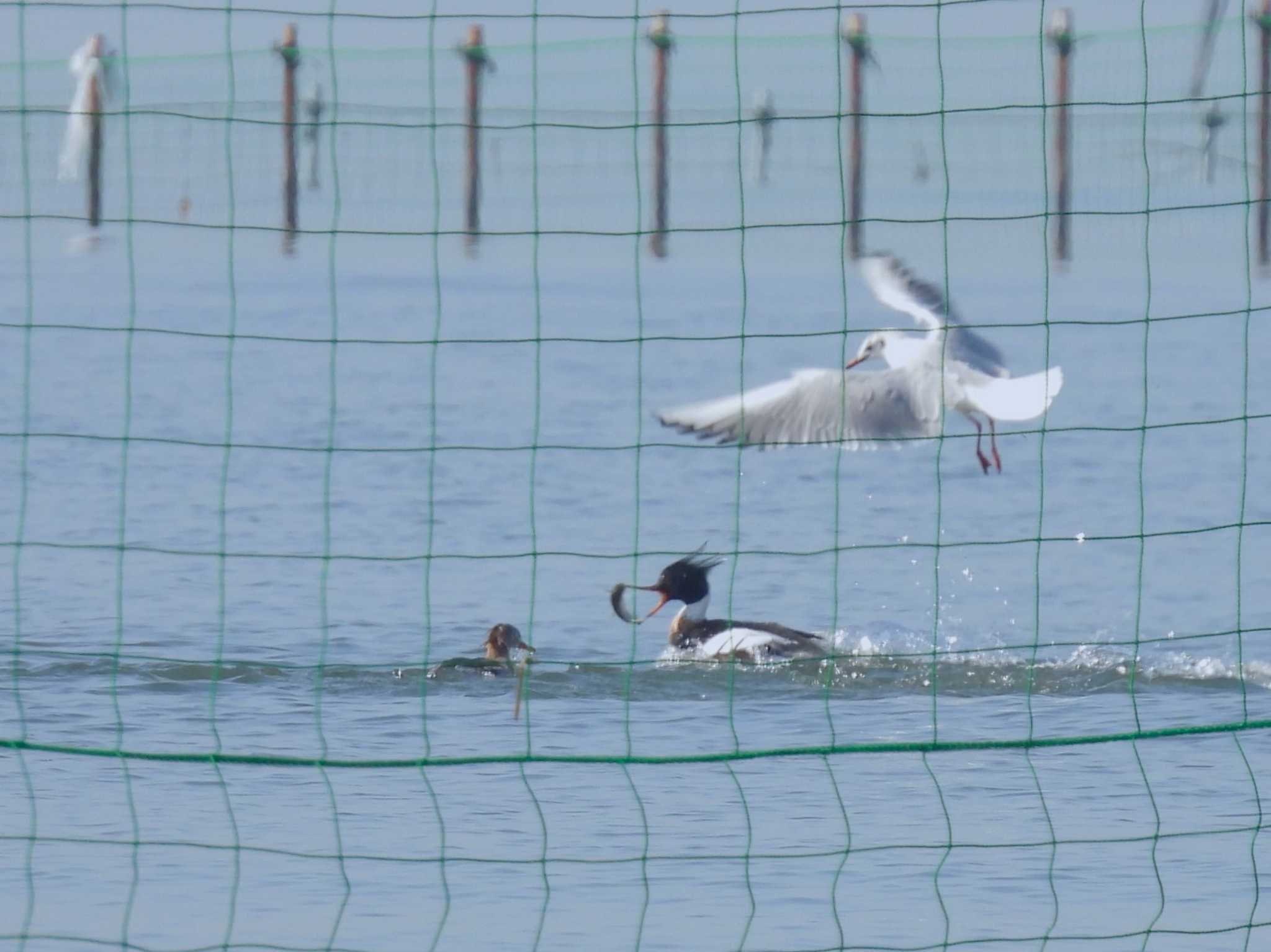 Red-breasted Merganser