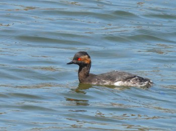 ハジロカイツブリ ふなばし三番瀬海浜公園 2024年3月30日(土)