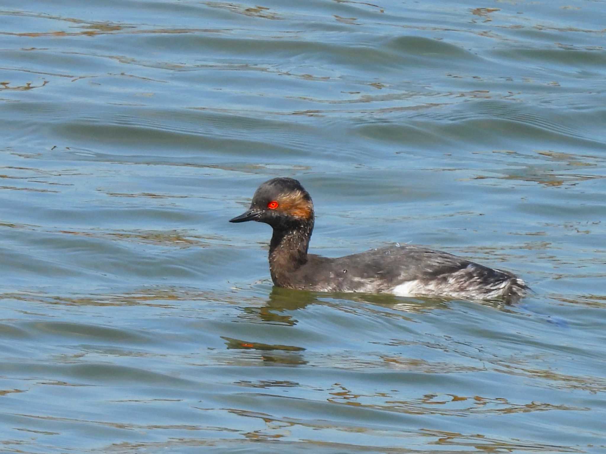 Black-necked Grebe