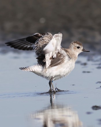 Grey Plover Sambanze Tideland Sat, 3/30/2024